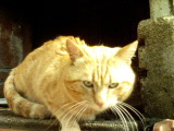 Chat alors!!!