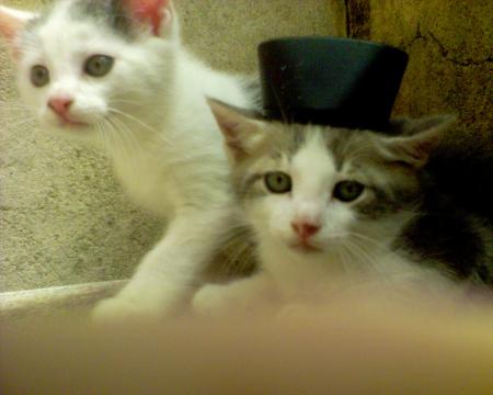 Chat alors