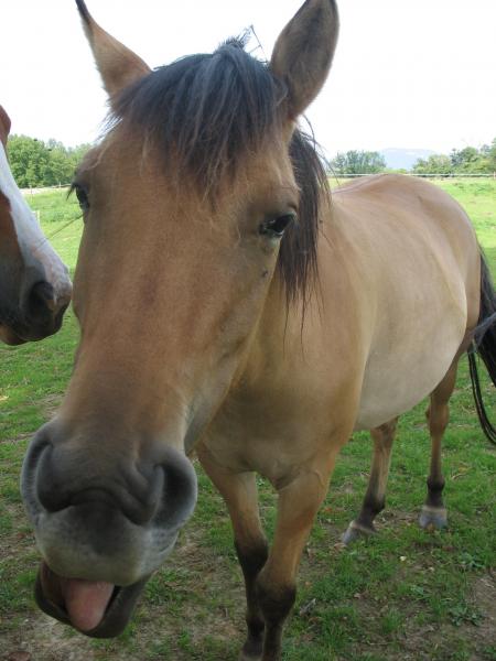 Un cheval bien particulier...  =)